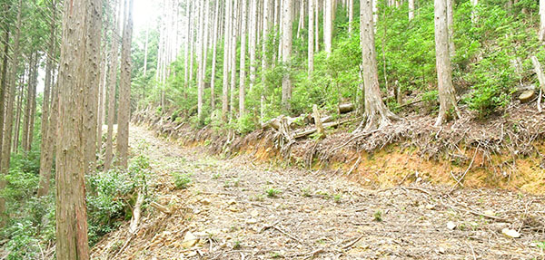山頂手前の作業道