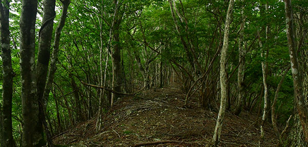 亀谷原生林