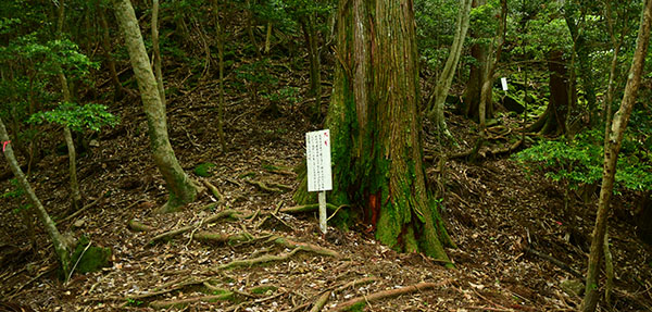 スギの自然林
