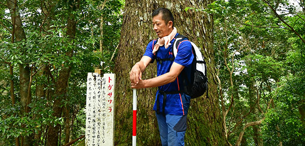 トガサワラの巨木